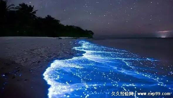 蓝眼泪是怎么形成的，夜光藻受刺激发出的光，细胞内含有荧光素