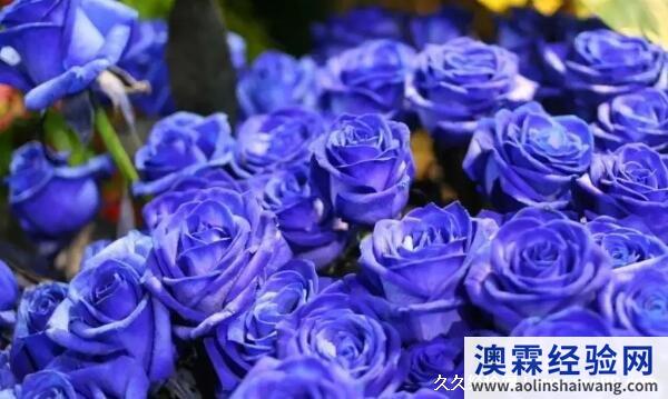 蓝色妖姬的花语是什么意思，代表纯洁的爱情、梦幻的爱情、忧郁的爱情