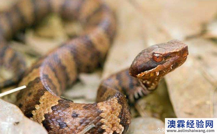 七步蛇是什么蛇，七步蛇都是一种毒性很强的蛇