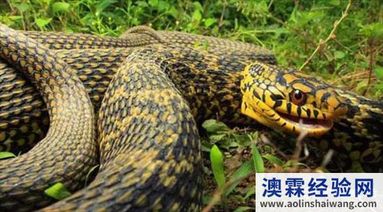 王蛇为什么不怕毒蛇，毒蛇的毒液对王蛇完全没有影响