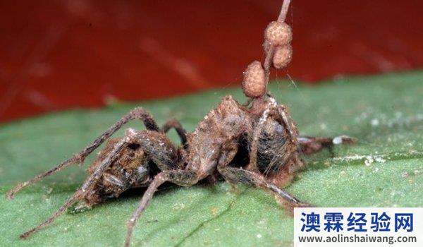 僵尸蚂蚁真的存在吗？被红火蚁咬到的皮肤会红肿溃烂