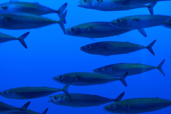 常吃的鲭鱼是深海鱼吗？鲭鱼基本生活在近海地区，一般不会出现在深海之中