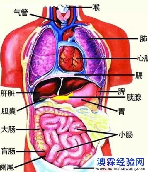 人体器官分五脏六腑器官分布图，五脏功能介绍